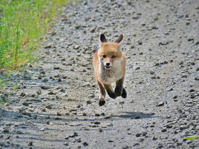 Běží liška k Táboru