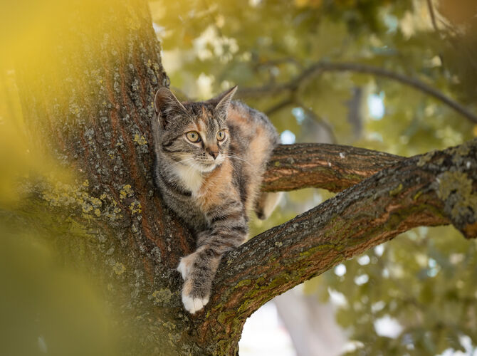 Kotě na stromě