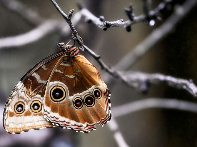 motýl visí na větvi....