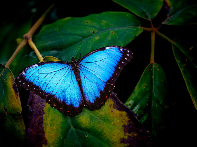 Motýl Morpho peleides