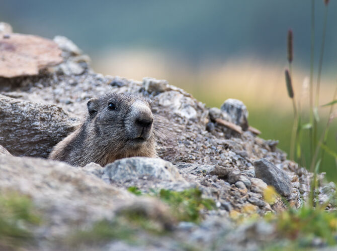 Murmeltier - Marmot - Mormota - Marmotte - Murmeldyr - Svišť