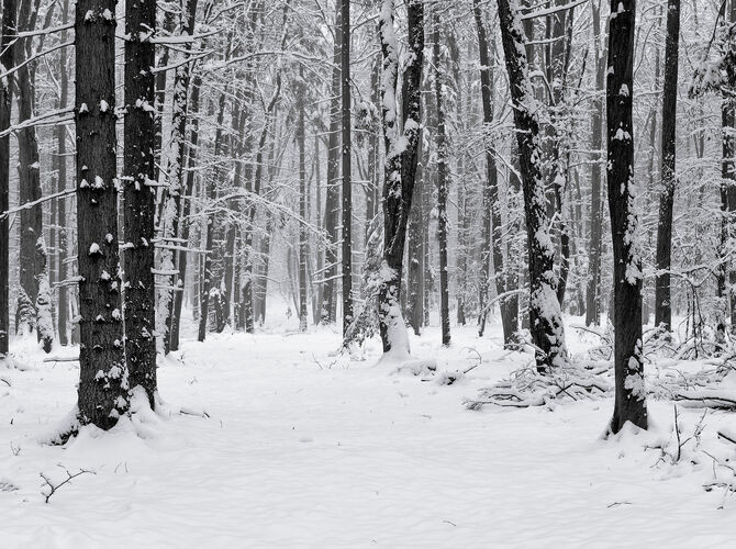 Procházka zimním lesem
