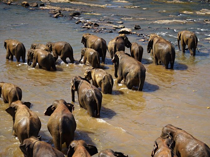 Plavení slonů