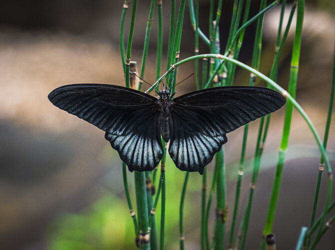 Papilio Lowi