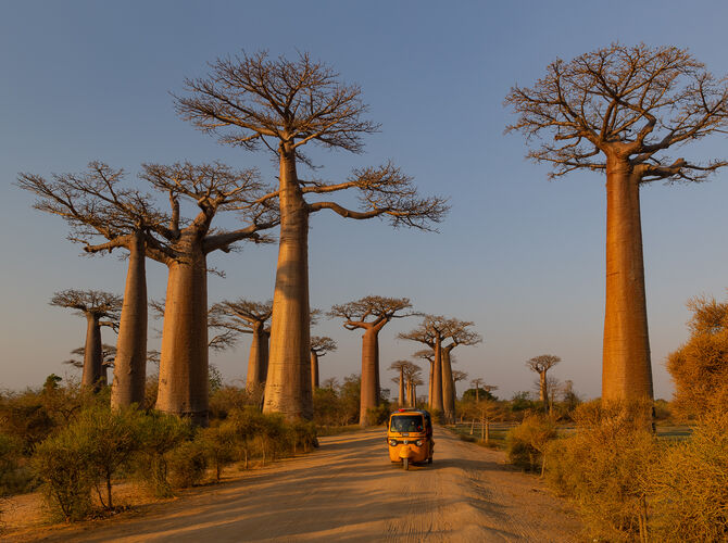 Baobabová alej, Morondava
