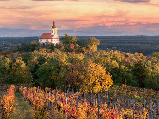 Podvečerní podzimní vinohrad