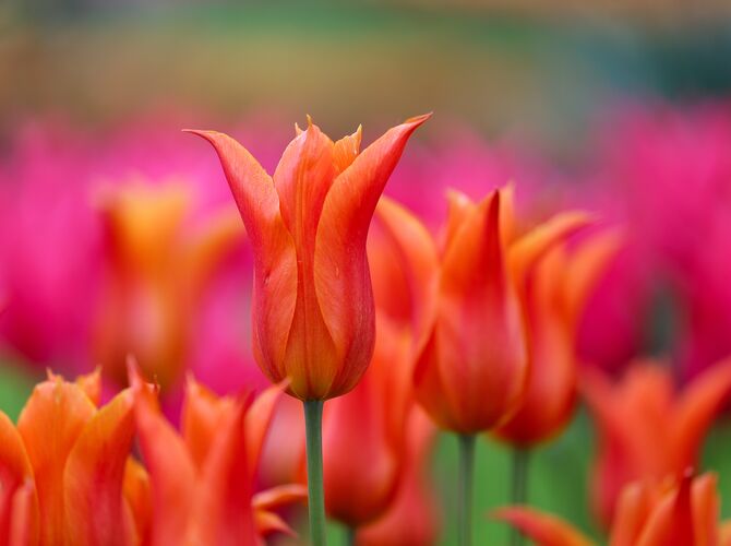 Holandské tulipány  I.