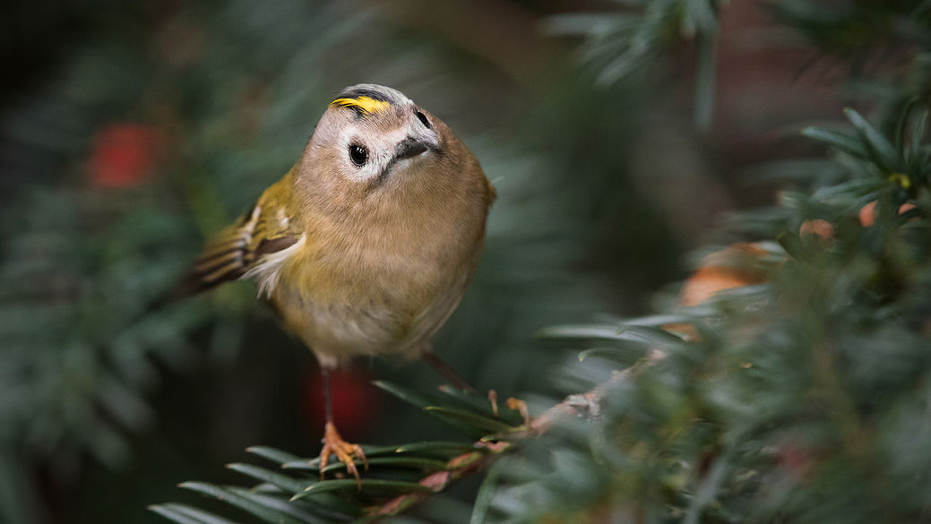 Jak fotit drobné ptáky: Rady a tipy z praxe