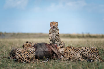 chris-schmid-sony-alpha-9-3-african-leopards-devour-their-kill-with-one-staring-straight-at-the-photographer[1] | Megapixel