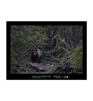5d-mark-iv-bear-viewfinder | Megapixel