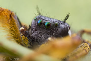 Phidippus-arizonensis-male-closeup | Megapixel