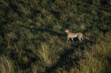 chris-schmid-sony-alpha-9-a-lone-leopard-crosses-the-grassland-looking-for-prey[1] | Megapixel
