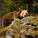 Fotografování zvířat - NP Bavorský les
