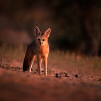 Mega Týden: Fotografování divokých zvířat teleobjektivy Sony