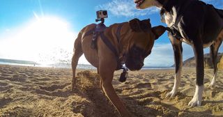 GoPro psí postroj Fetch